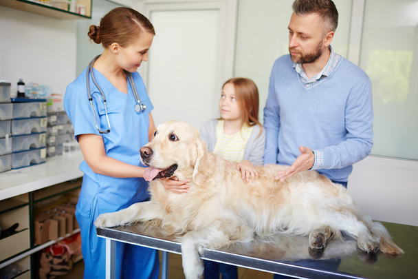 Veterinarian examining dog  - Photo, Image