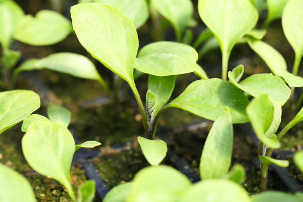 Mladé rostliny rostoucí ve skleníku  - Fotografie, Obrázek