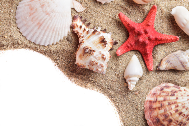 Seashells on the sand - Foto, immagini