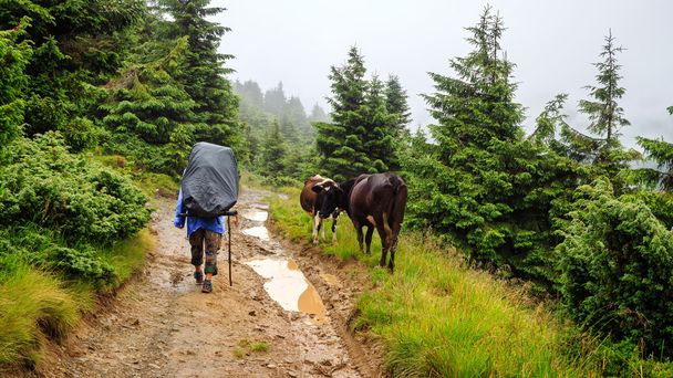 Toerist gaat langs Mountain Trail in mist weer, Carpathians, Oekraïne. - Foto, afbeelding