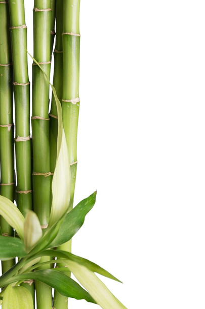 many bamboo stalks  - Foto, Imagen