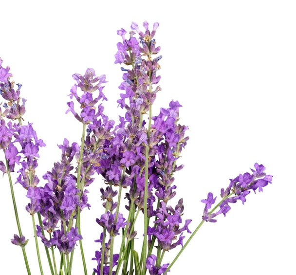 lavender flowers isolated - 写真・画像