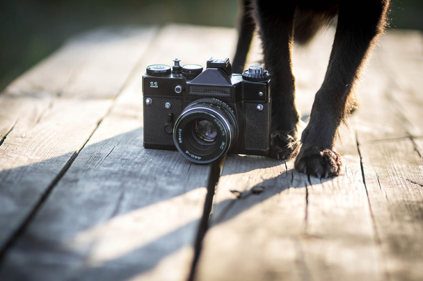 Hundefotograf - Hund mit Kamera - Foto, Bild