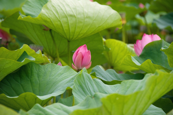 Lotus flowers - Фото, изображение