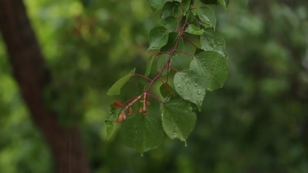 Drops of water falling on leaves - Filmmaterial, Video