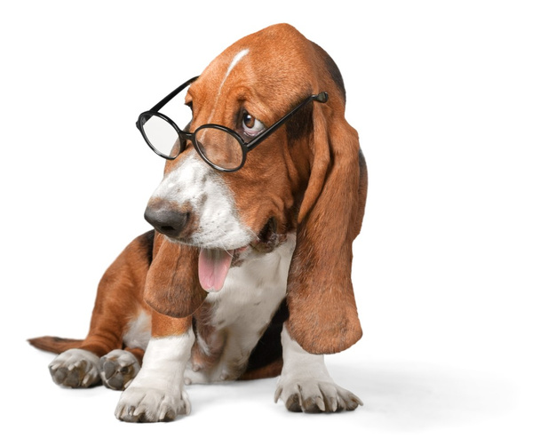 Basset Hound dog - Фото, зображення