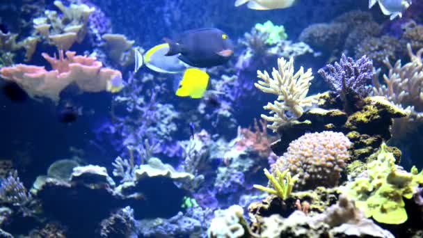 renkli balıklar, su altında yatay - Video, Çekim