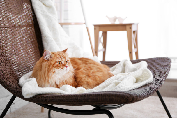 Cute ginger cat on chair - Photo, image
