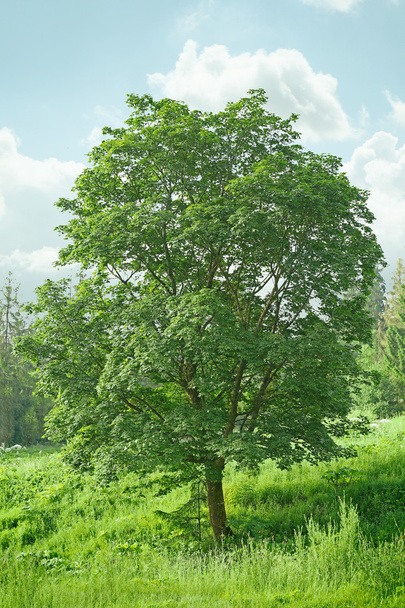 zelený strom v létě - Fotografie, Obrázek