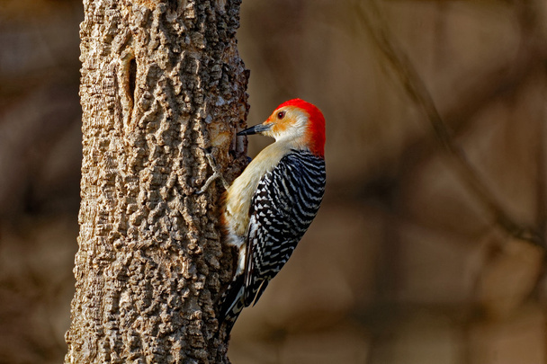 Red-Bellied Woodpecker on a Tree - Foto, afbeelding