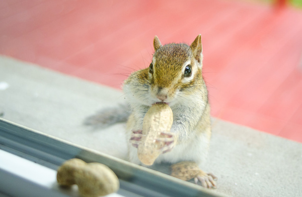 窓の外側の窓台からの好奇心が強い東部シマリス仲間のピーナッツを収集、. - 写真・画像