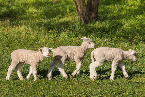tři malé ovečky pasoucí se na louce - Fotografie, Obrázek