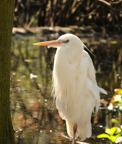 Cattle egret - Φωτογραφία, εικόνα
