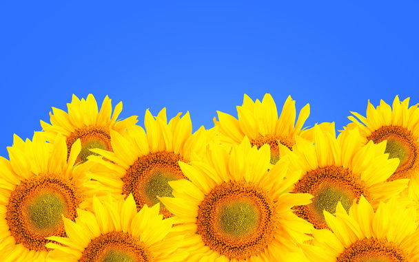 Sunflower background. Sunflower flowers over blue background. - Photo, Image