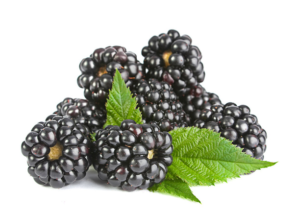 Blackberry fruit on white - Photo, Image