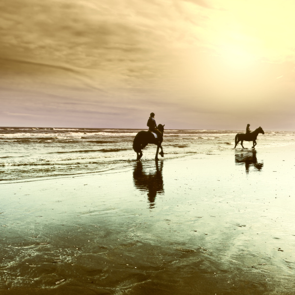 Άλογα στις ακτές της Βόρειας Θάλασσας - Φωτογραφία, εικόνα
