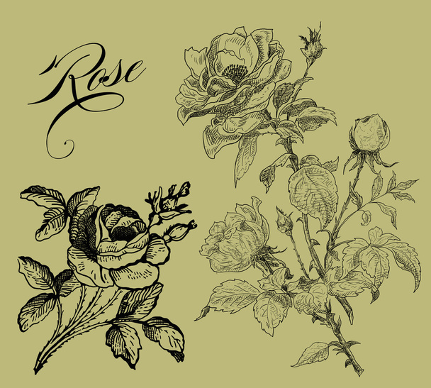 Old rose illustration - Foto, Bild