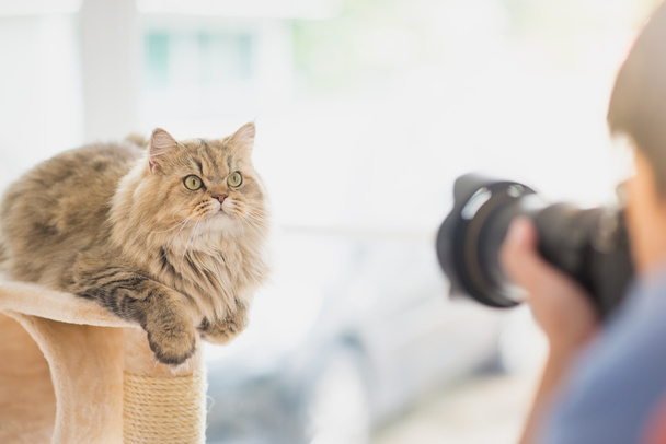 photographe prenant une photo de chat persan
 - Photo, image