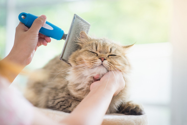 Femme utilisant un peigne brosse le chat persan
 - Photo, image