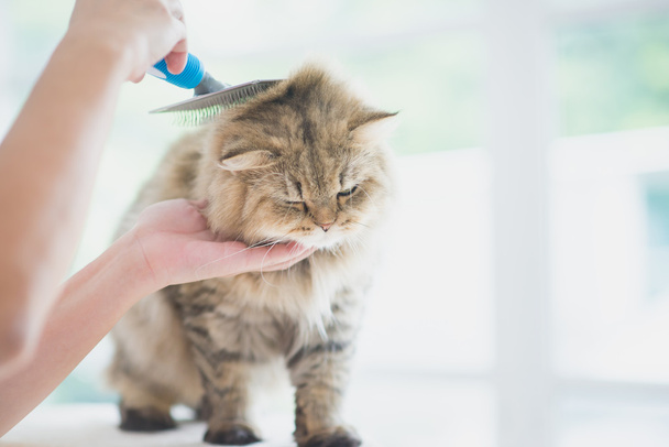 Donna che usa una spazzola di pettine il gatto persiano
 - Foto, immagini
