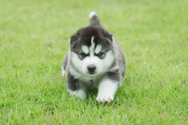 緑の草のシベリアン ハスキー子犬 - 写真・画像