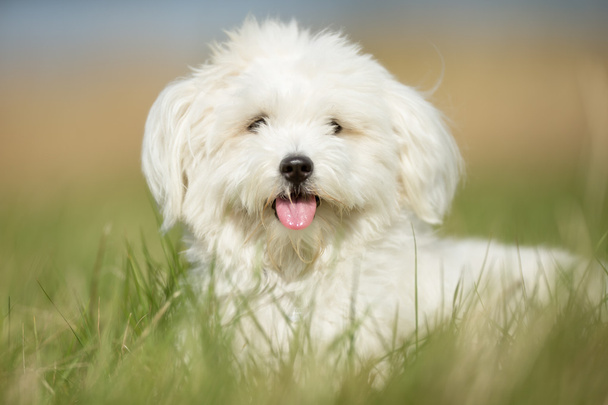 λευκό σκυλί στο γρασίδι - Φωτογραφία, εικόνα