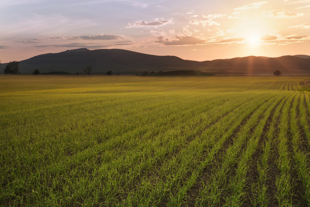 плоске поле з паростками пшениці освітлене сонячним світлом
 - Фото, зображення