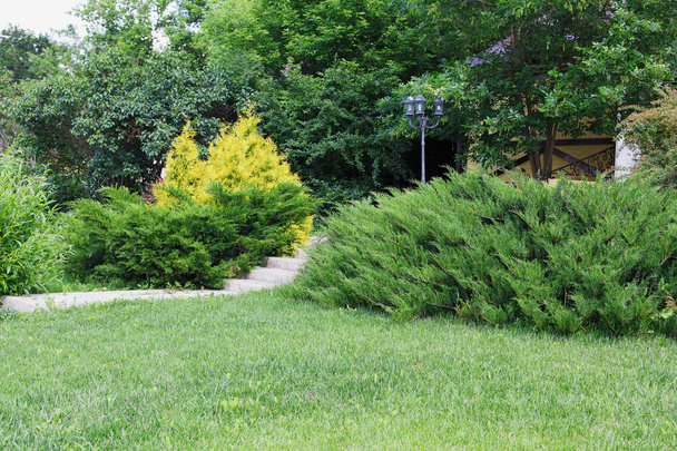 Maiseman suunnittelu, ikivihreä pensaita ja polku
 - Valokuva, kuva