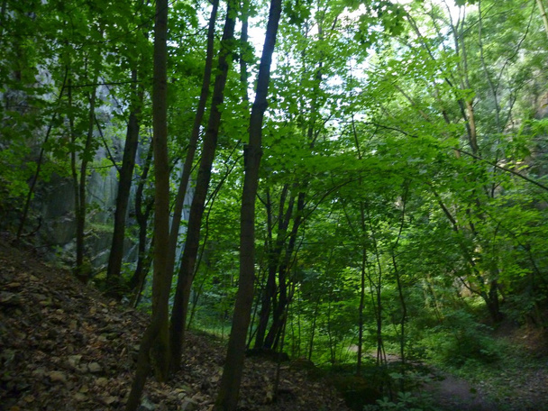 зеленый лес на склоне с камнем
 - Фото, изображение