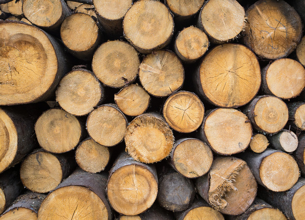 wooden log background - Фото, зображення