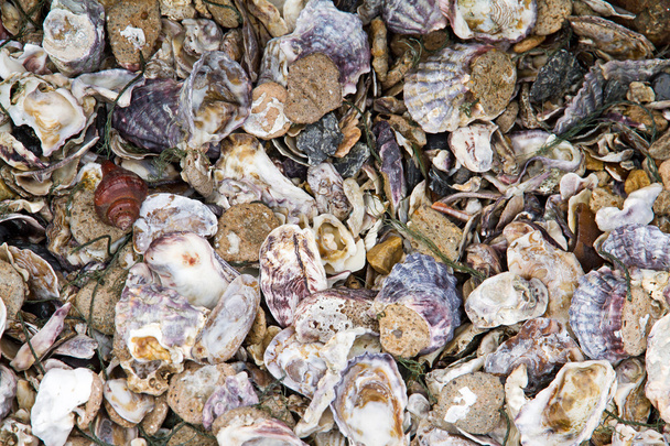 Stapel oesterschelpen en zeepokken - Foto, afbeelding