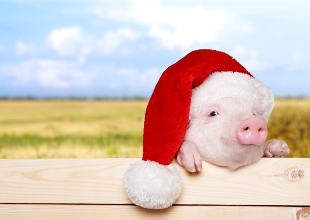 cute piglet in santa hat - Foto, Bild