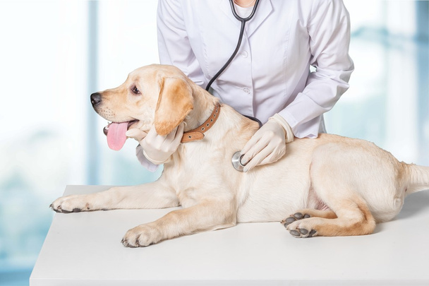 красивий молодий ветеринар з собакою
  - Фото, зображення