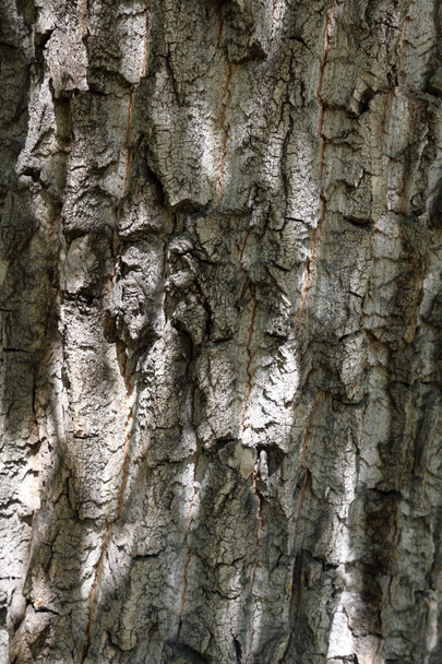 Die Rinde des Baumes. Textur - Foto, Bild