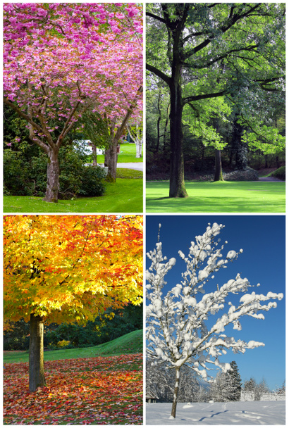 Quattro stagioni
 - Foto, immagini