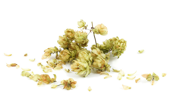 A branch of the dry hops on a white background - Photo, Image