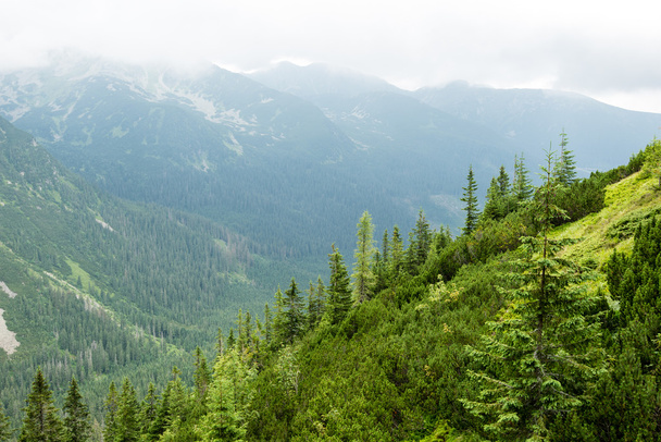 bulutlar ve sis kaplı yeşil dağ manzarası - Fotoğraf, Görsel
