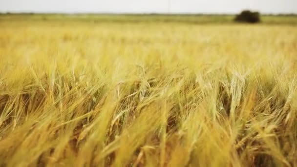 cereal field with spikelets of ripe rye or wheat - Footage, Video