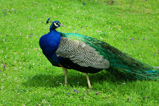 blue peafowl on green background - Фото, изображение