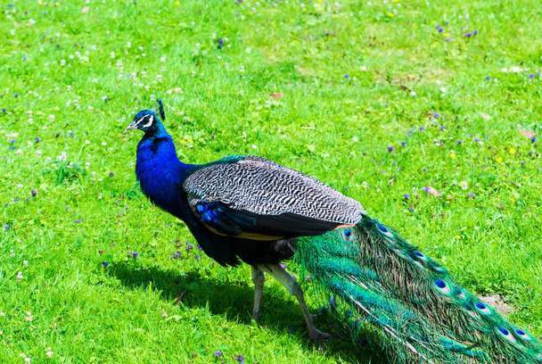 blue peafowl on green background - Fotoğraf, Görsel