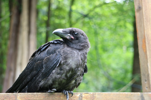 Royal black raven, closeup - Photo, Image