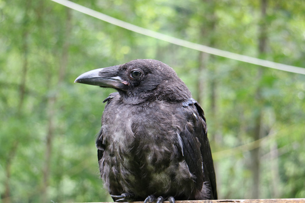 Βασιλικό μαύρο κοράκι, κοντινό πλάνο - Φωτογραφία, εικόνα