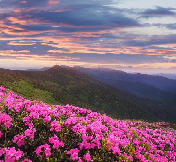 Paisaje de montaña con flores rosadas al atardecer
 - Foto, Imagen