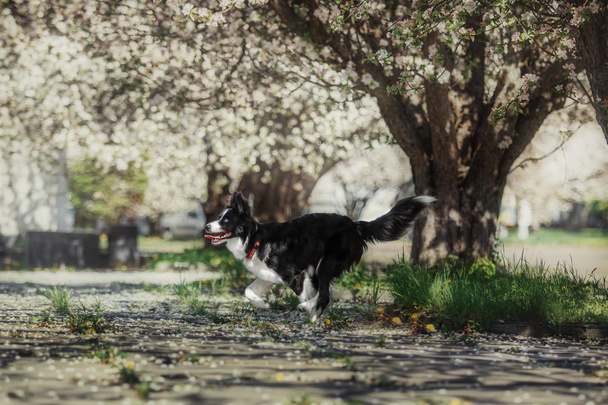 Border collie dog - Valokuva, kuva