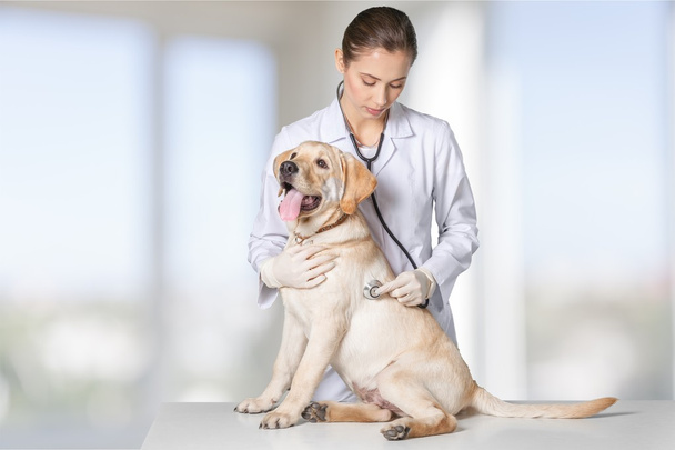 kaunis nuori eläinlääkäri koiran kanssa
  - Valokuva, kuva