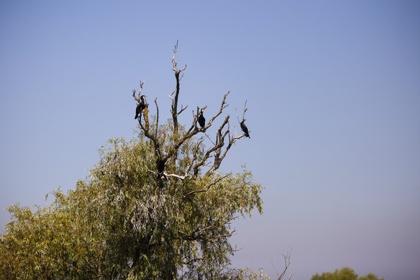 Phalacrocorax carbo dans le milieu naturel, le delta du Danube
 - Photo, image