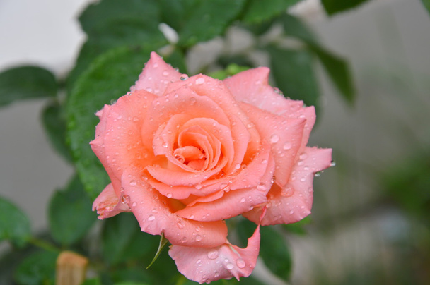 два тони троянди квітучі в саду
 - Фото, зображення