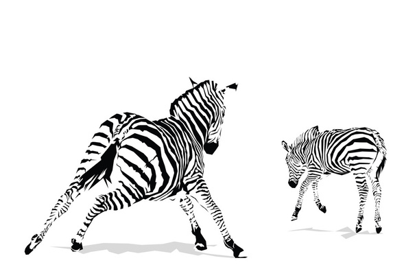 Galloping zebras illustration - Vector, Image