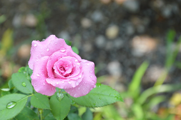 фіолетова троянда квітуча в саду
 - Фото, зображення