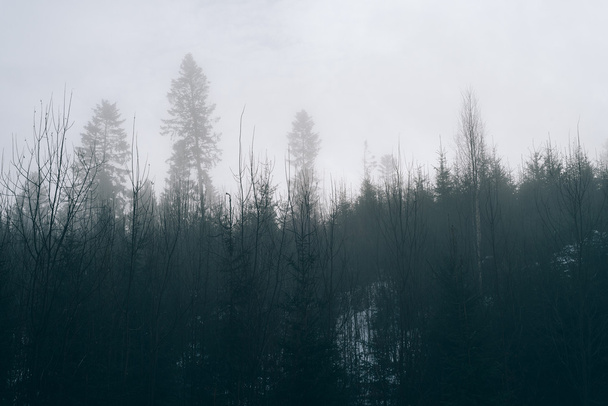 Ομίχλη στο δάσος. Φιμέ φωτογραφία - Φωτογραφία, εικόνα